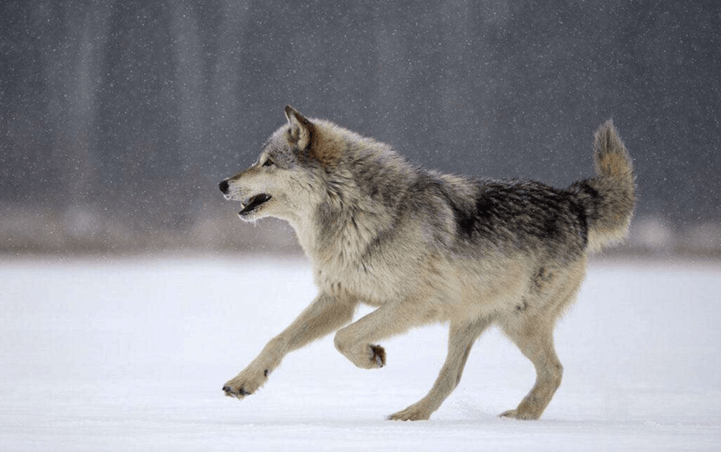 wolf tracking